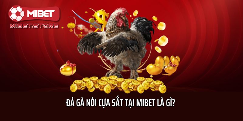 Đá gà nòi cựa sắt tại Mibet là gì?